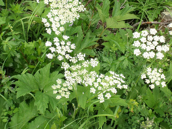 DSCF0417
